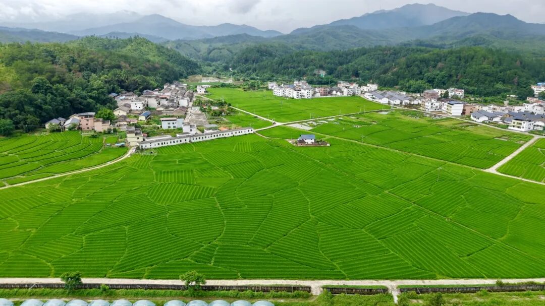 韶关澄江镇水稻田.jpg