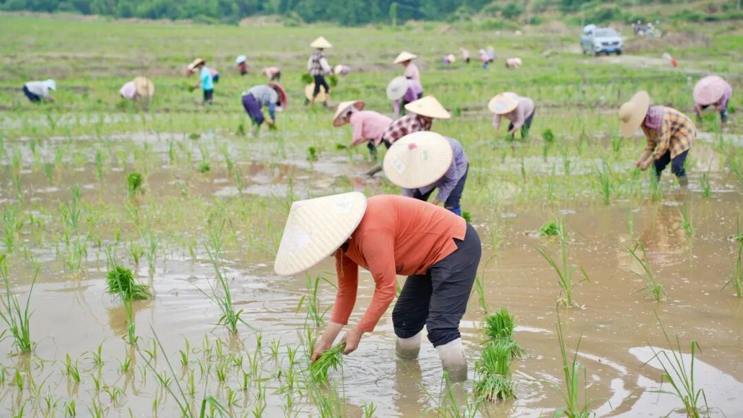 韶关澄江镇农民种田 稻田.jpg