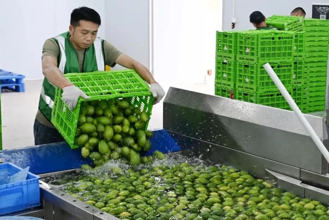 阳春香水柠檬加工车间内，工人将新鲜香水柠檬倒入清洗设备。1.jpg